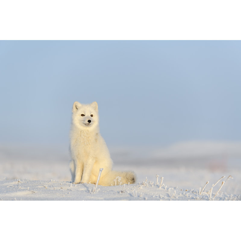 Renard arctique - Photographie sur toile tendue, H 12 po x l 18 po