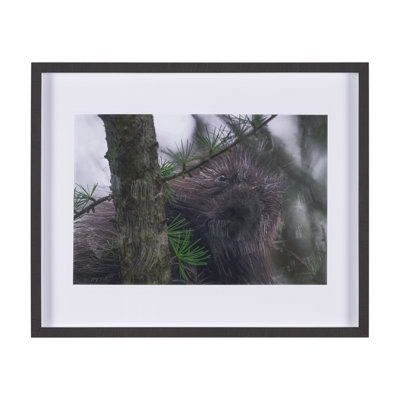 «Porcupine visit» par Chad Mackay, reproduction d'art encadrée à la main avec passe-partout