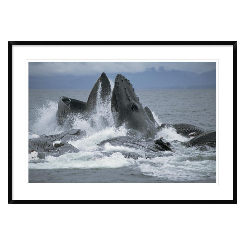 " Humpback Whale Cooperative Gulp Feeding On Herring School, Southeast Alaska ", 30" H x 42" W x 1.5" D