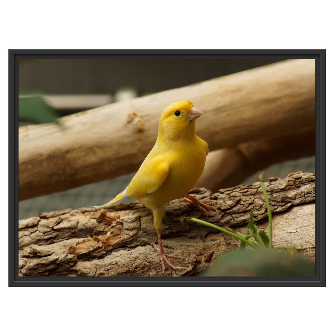 Gerahmtes Wandbild kleiner wachsamer Kanarienvogel