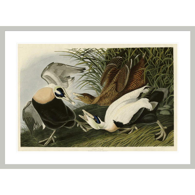 «Eider Duck» par John James Audubon, impression giclée sur cadre, 30.41" H x 41.5" W