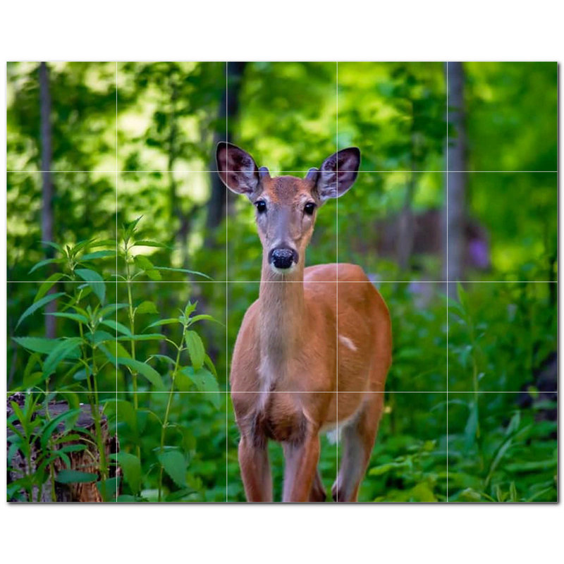 Cerf photo 6 x 6