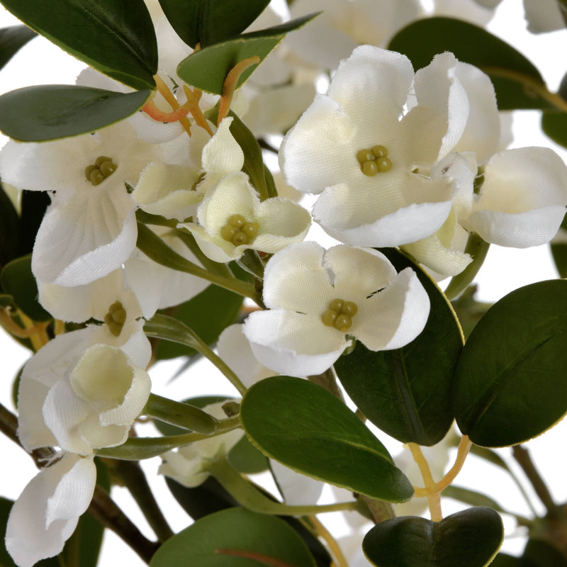 Anastasija Arrangement