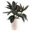 Burgundy Rubber Plant in Basket