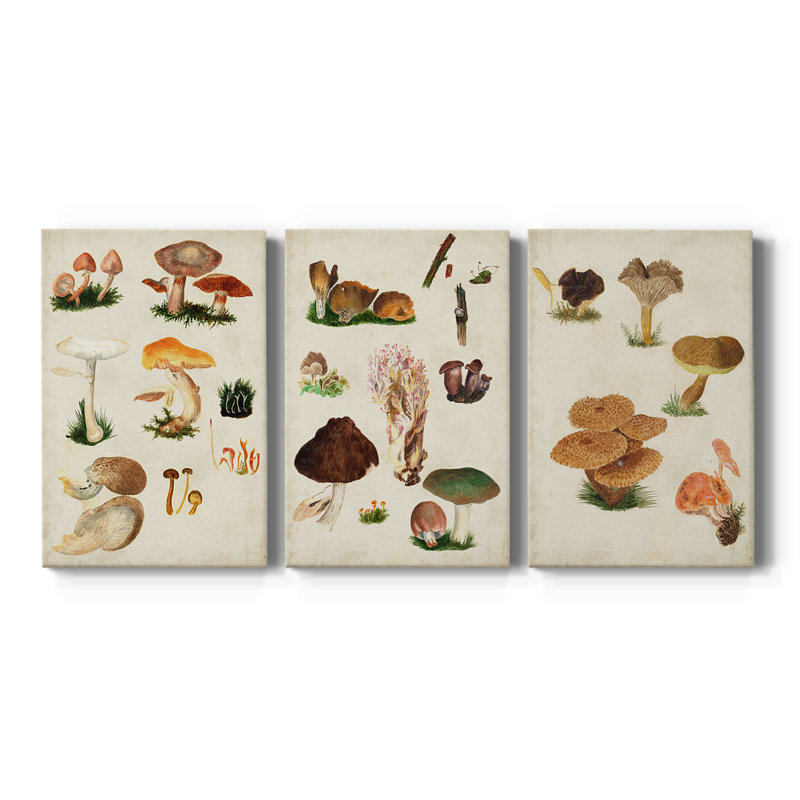 Mushroom Species IV - Toile tendue sur mesure avec châssis - 3 pièces, H 12 po x l 24 po