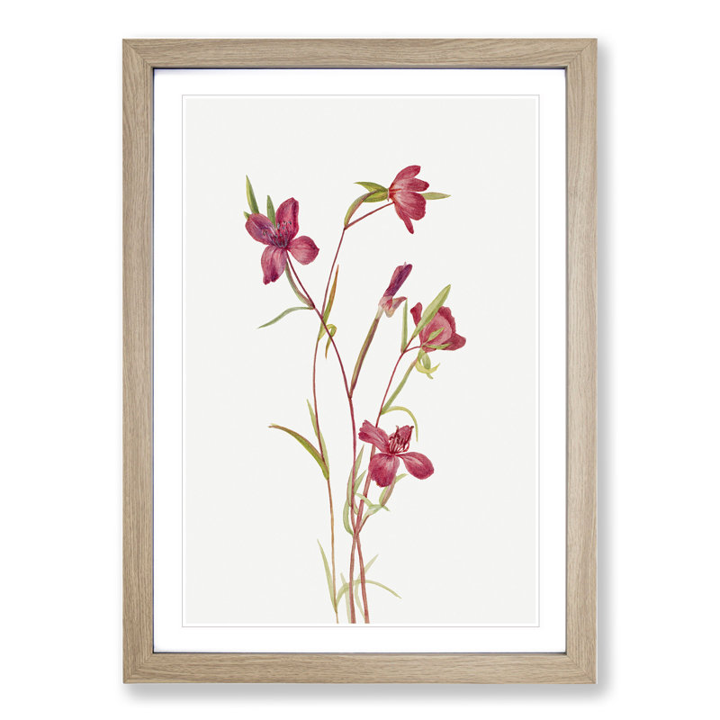 Farewell to Spring by Mary Vaux Walcott - Framed Print, Oak Framed, 48cm H x 36cm W x 2cm D