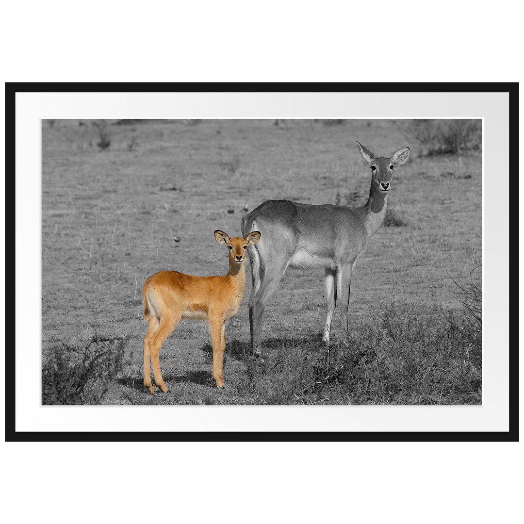 Gerahmtes Poster Indische Gazelle mit Jungtier