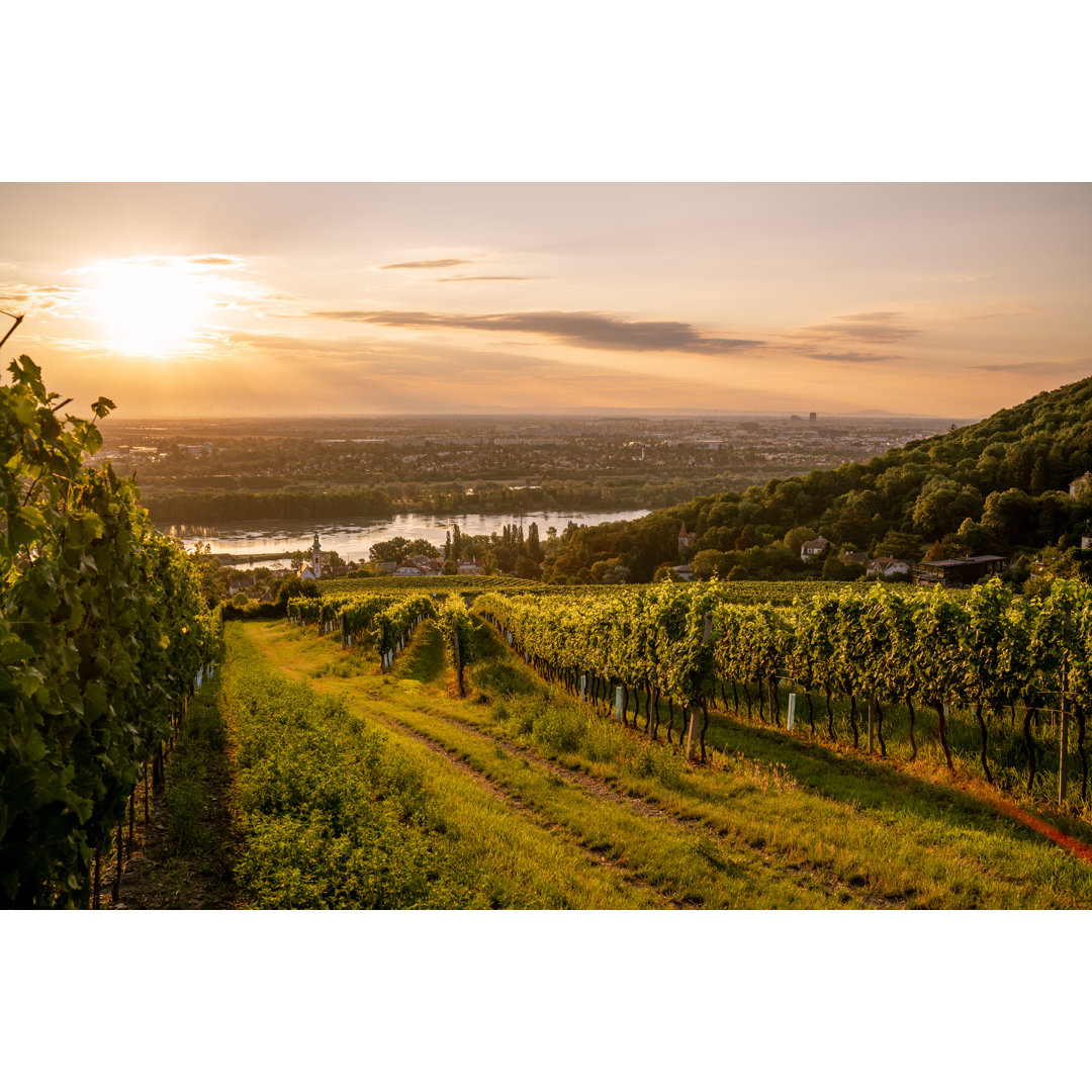 Leinwandbild Vineyard at Kahlenbergerdorf Near Vienna at Sunrise