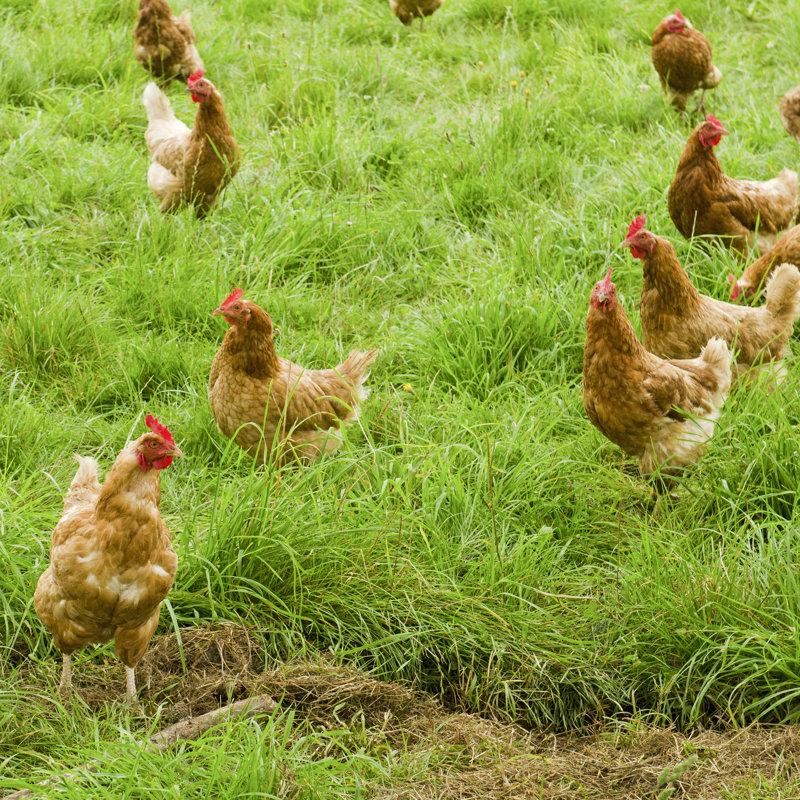 Free Range by Tfoxfoto - Wrapped Canvas Print, 30cm H x 46cm W