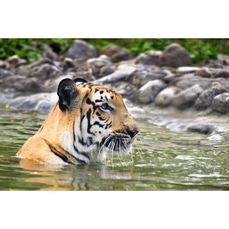 The Royal Bengal Tiger