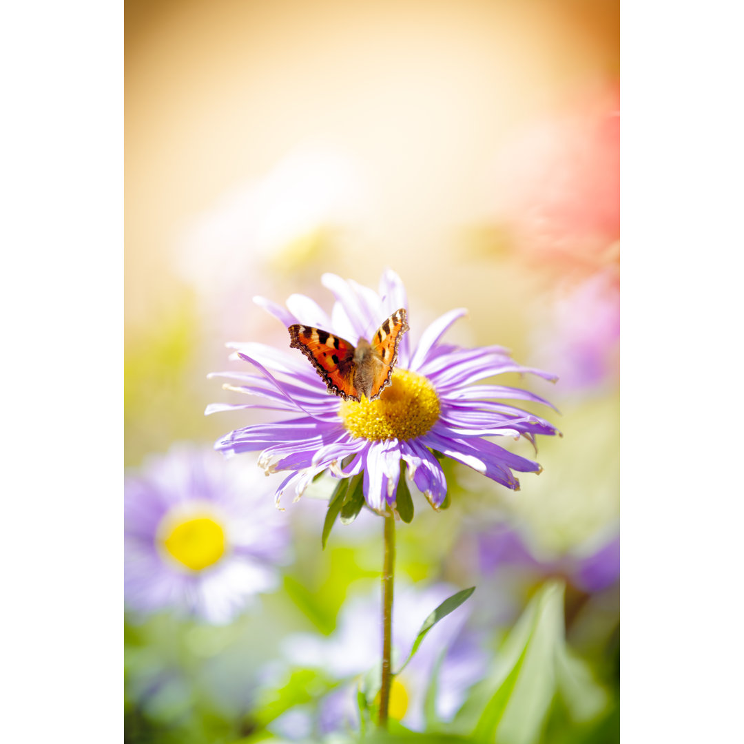 Schmetterling auf Blume in Wiese von Pawel.gaul - Leinwanddrucke