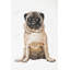Carlin brun, reproduction d'art sur toile