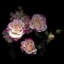 « the little beauties », reproduction de photo sur toile tendue-18516554-74377331-74417721