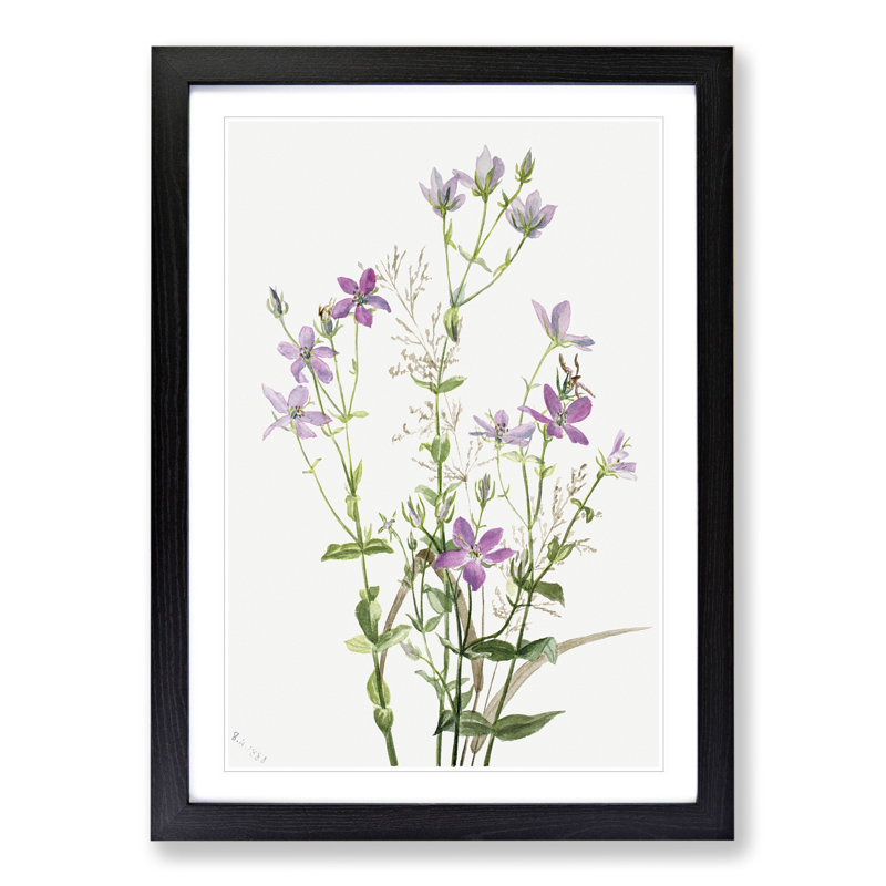 Gentianacease by Mary Vaux Walcott - Framed Print, 65cm H x 48cm W x 2cm D, Black Framed