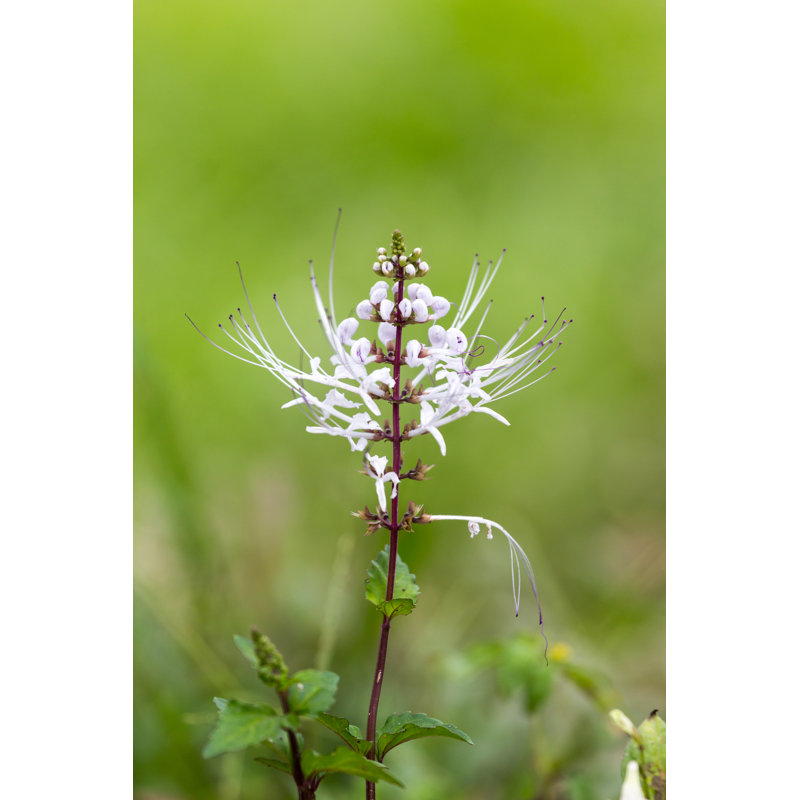 Cat's Whiskers by Muangsatun - Wrapped Canvas Print, 46cm H x 30cm W