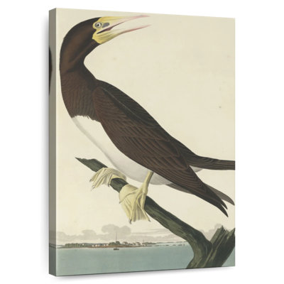 Brampt Booby Gannet