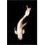 White Koi 2 Print by Mat Sanders
