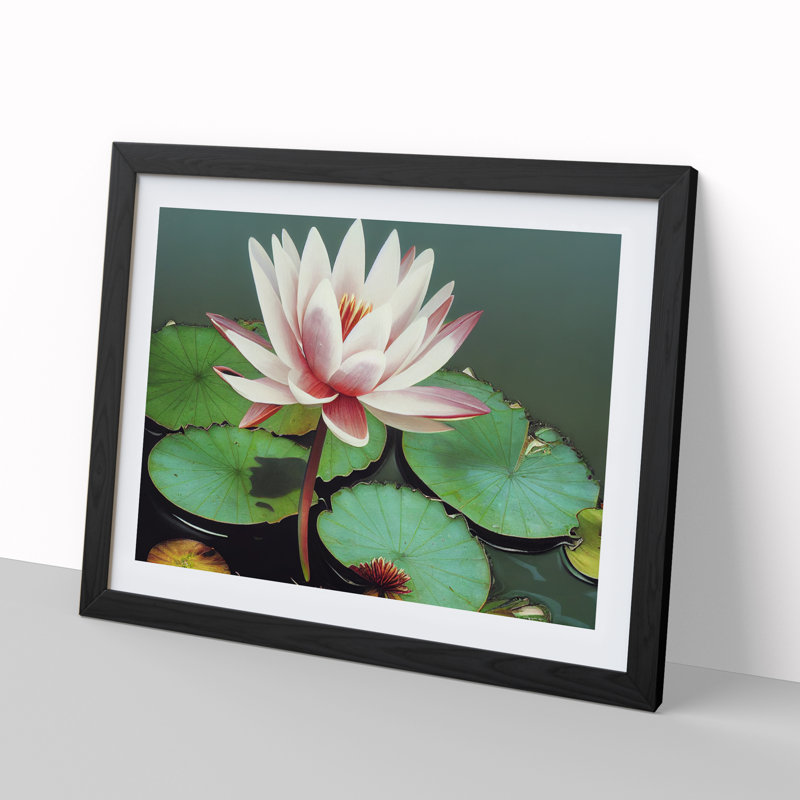 Serene Water Lily Flower - Framed Print, Black, 46cm H x 64cm W x 2cm D