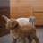 Clear Freestanding Pet Gate with Door-912308566
