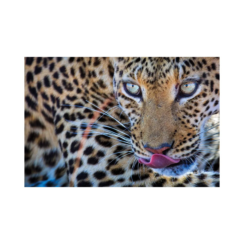 Leopard Bloodshot Eyes by Mogens Trolle - Wrapped Canvas Print, 20.32 cm H x 30.48 cm W