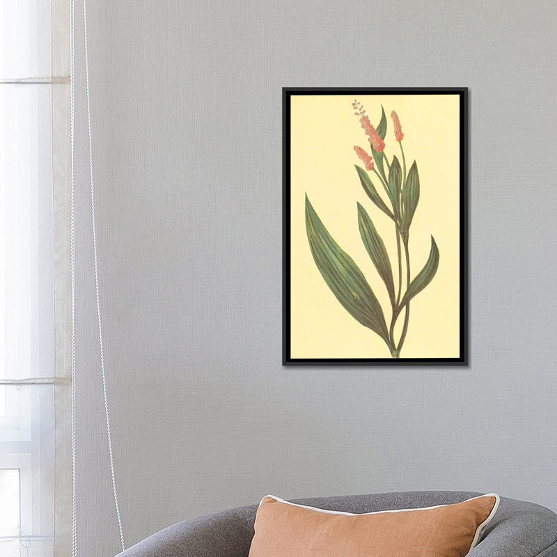 «Water Knotweed», reproduction sur toile, H 26 po x l 18 po x P 1,5 po, Toile encadrée noire, Pas de tapis