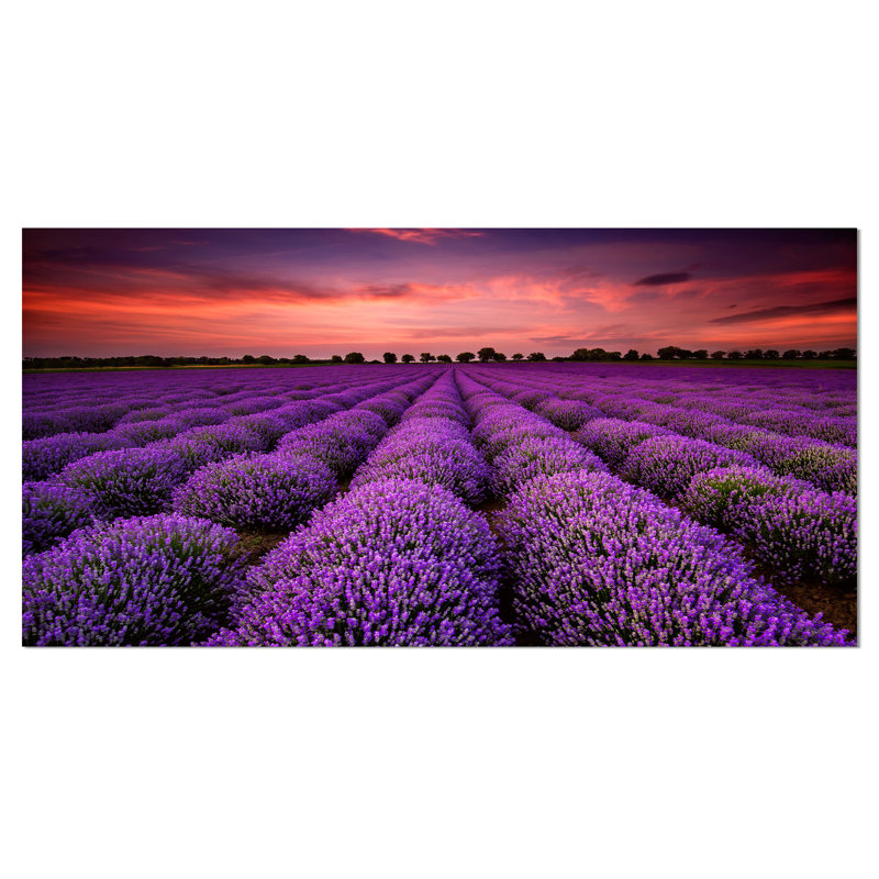« red soleil over lavande », reproduction de photo sur toile tendue, H 16 po x l 32 po x P 1 po