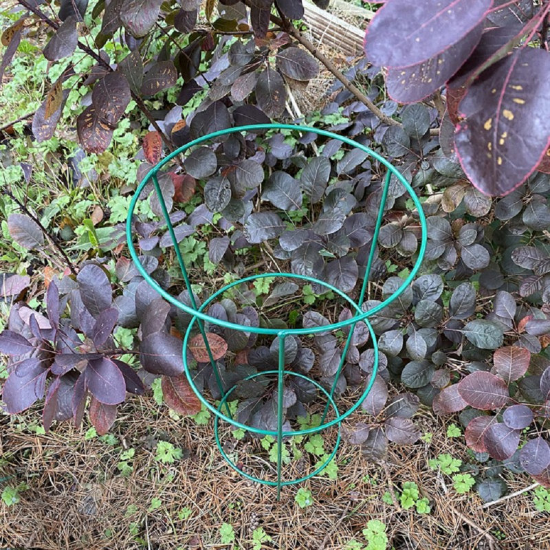 Aieden Metal Weather Resistant Plant Support, 60 x 25 x 25 cm