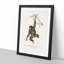 Chimpanzee by Charles D'Orbigny - Picture Frame Painting Print on MDF-55545870-55545866