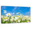Photographie florale de marguerites blanches sous un ciel bleu - marguerites blanches-1589265540-1584277419