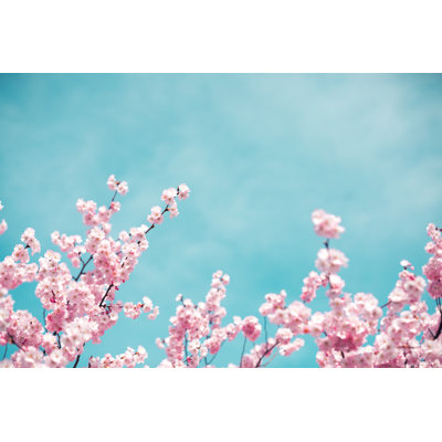 Cherry Blossoms by Borchee