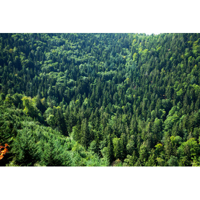 Fir Trees of Black Forest by Justhavealook