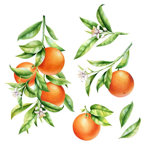 Winston Porter Oranges On Canvas by Svetlana Mokrova Painting | Wayfair