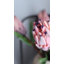 Pink Mink Protea 29"