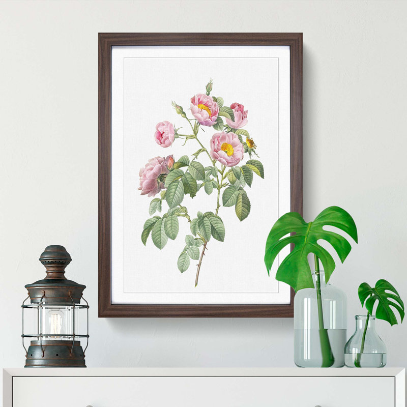 Tomentose Rose in Pink by Pierre-Joseph Redoute - Picture Frame Painting Print, 36cm H x 27cm W x 2cm D, Walnut Framed