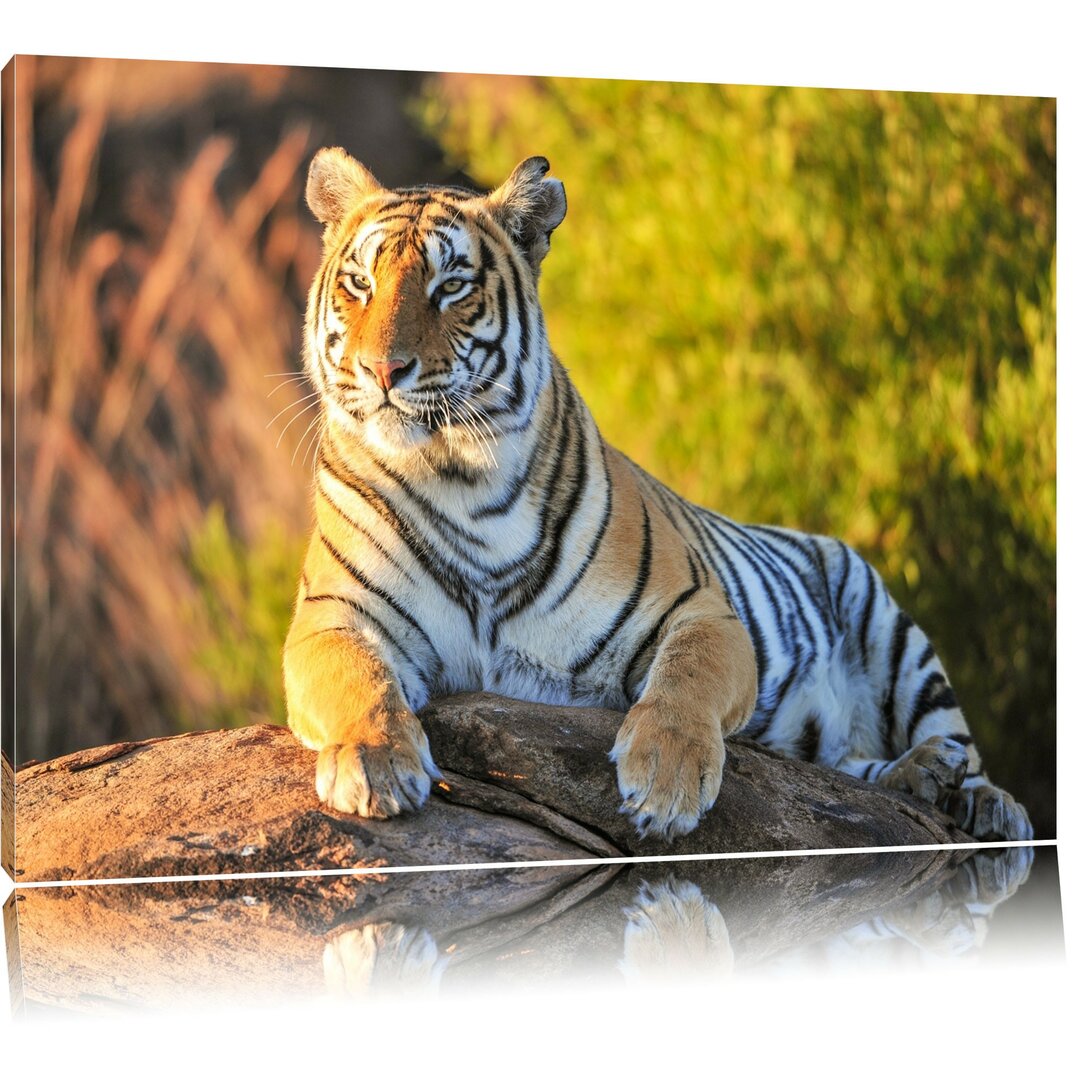 Stolzer Tiger Fotodruck auf Leinwand