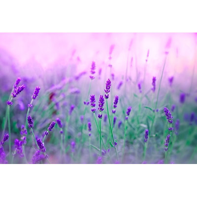 " Lavender In My Garden "