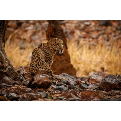 Leopard Wet in the Rain 1 Piece Wrapped Canvas Wall Art