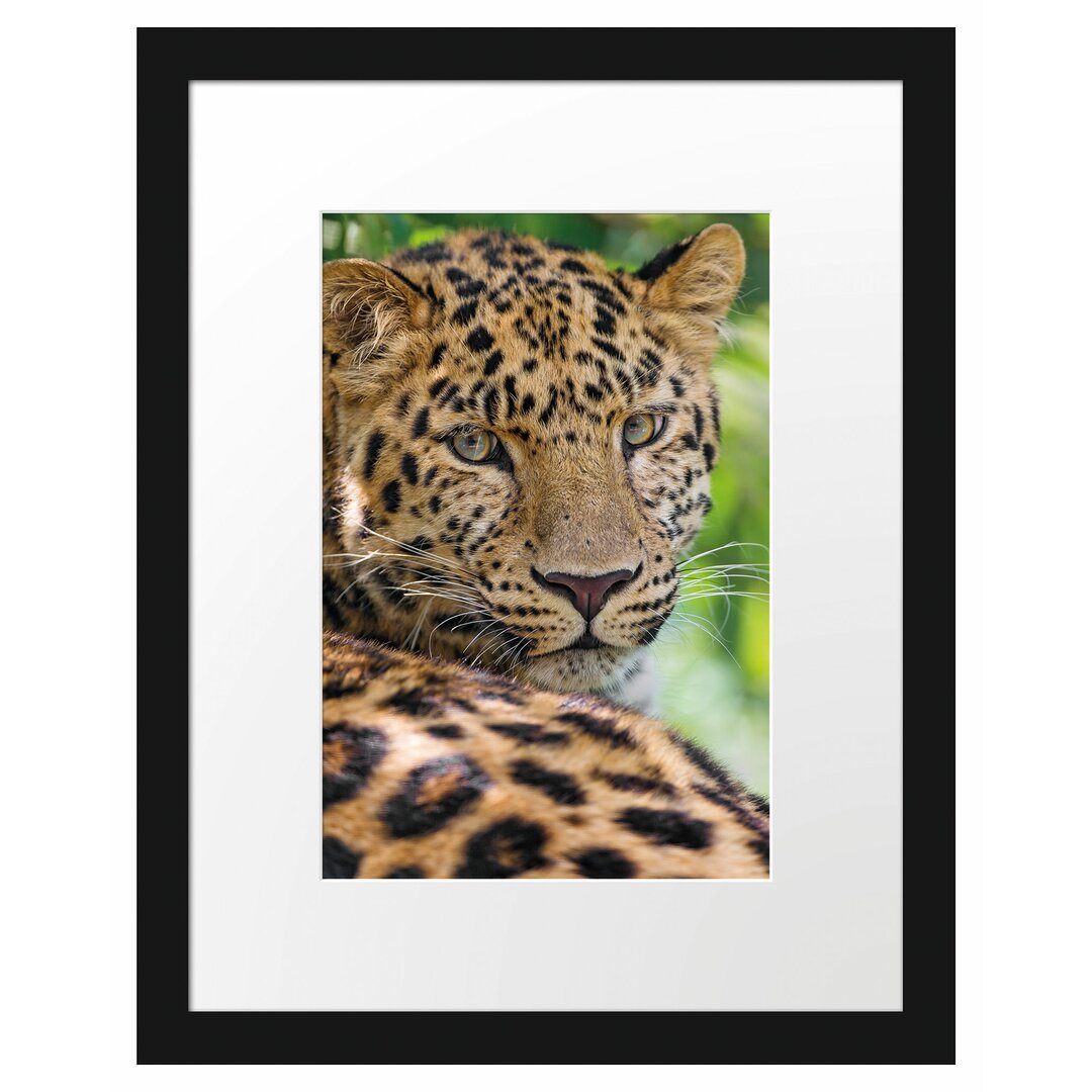 Aufmerksamer Leopard im Schatten Gerahmter fotografischer Kunstdruck