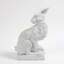 Jack Rabbit