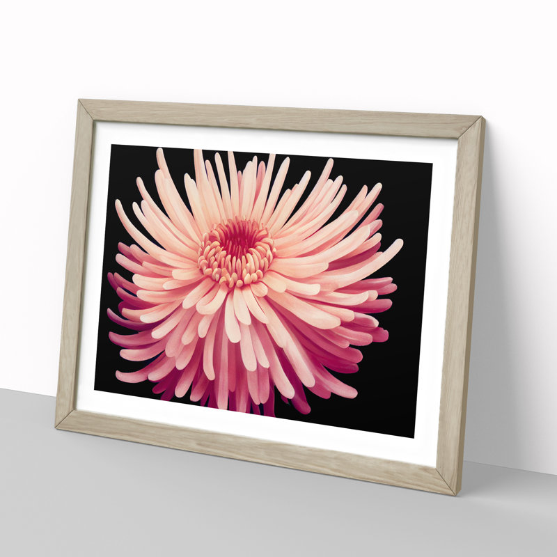 Hopeful Chrysanthemum Flower 1 Piece Single Picture Frame Wall Art, 25cm H x 34cm W x 2cm D, Oak