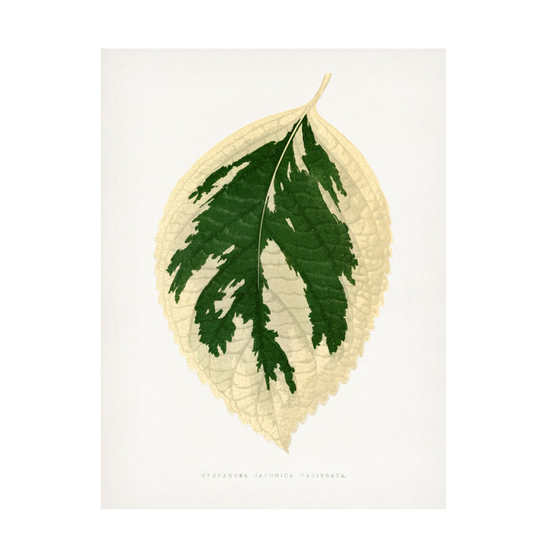Art sur toile, "Les Plantes A Hydrangea Japonica Variegata", H 24 po x l 18 po