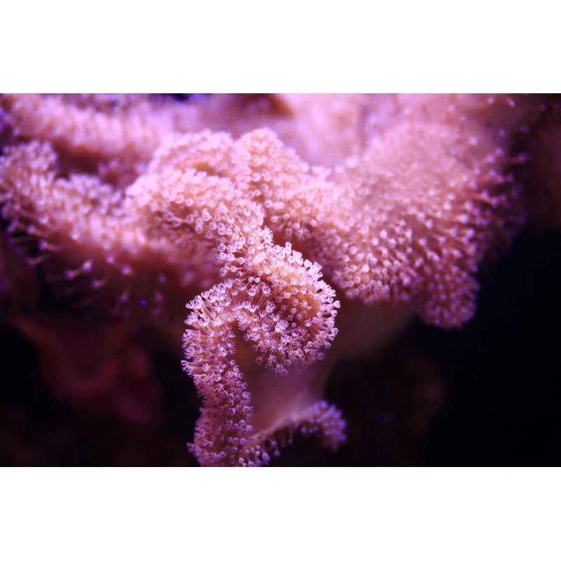 Pink Corals by Skynesher, 24" H x 36" W