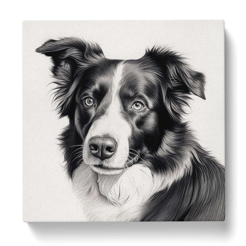 Border Collie Drawing No.1 - Print, 35cm H x 35cm W x 3cm D