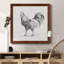 Toile encadrée «Barn Fowl I-Premium» - prête à être accrochée-958320635-958320638