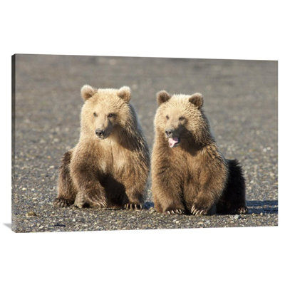 " Grizzly Bear Cubs " Print