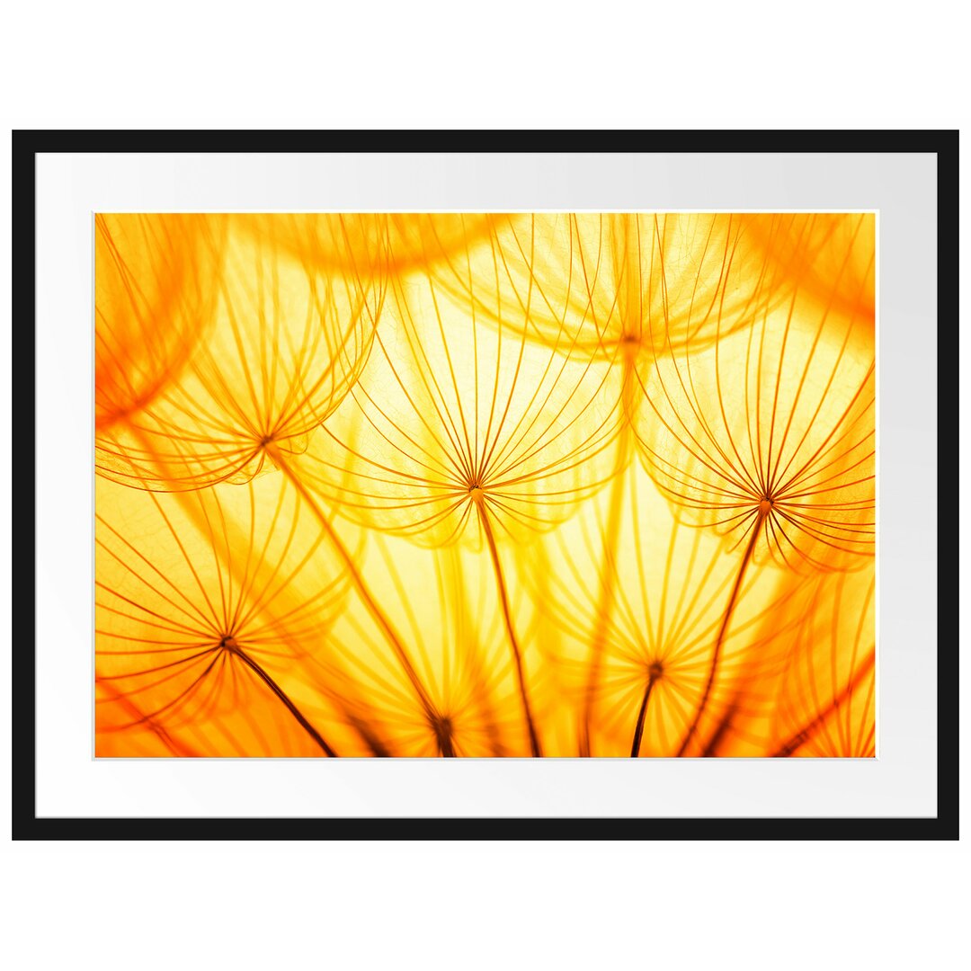 Gerahmtes Poster Pusteblumen oranges Licht