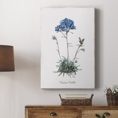 Caladrinia - Galeria Cavas