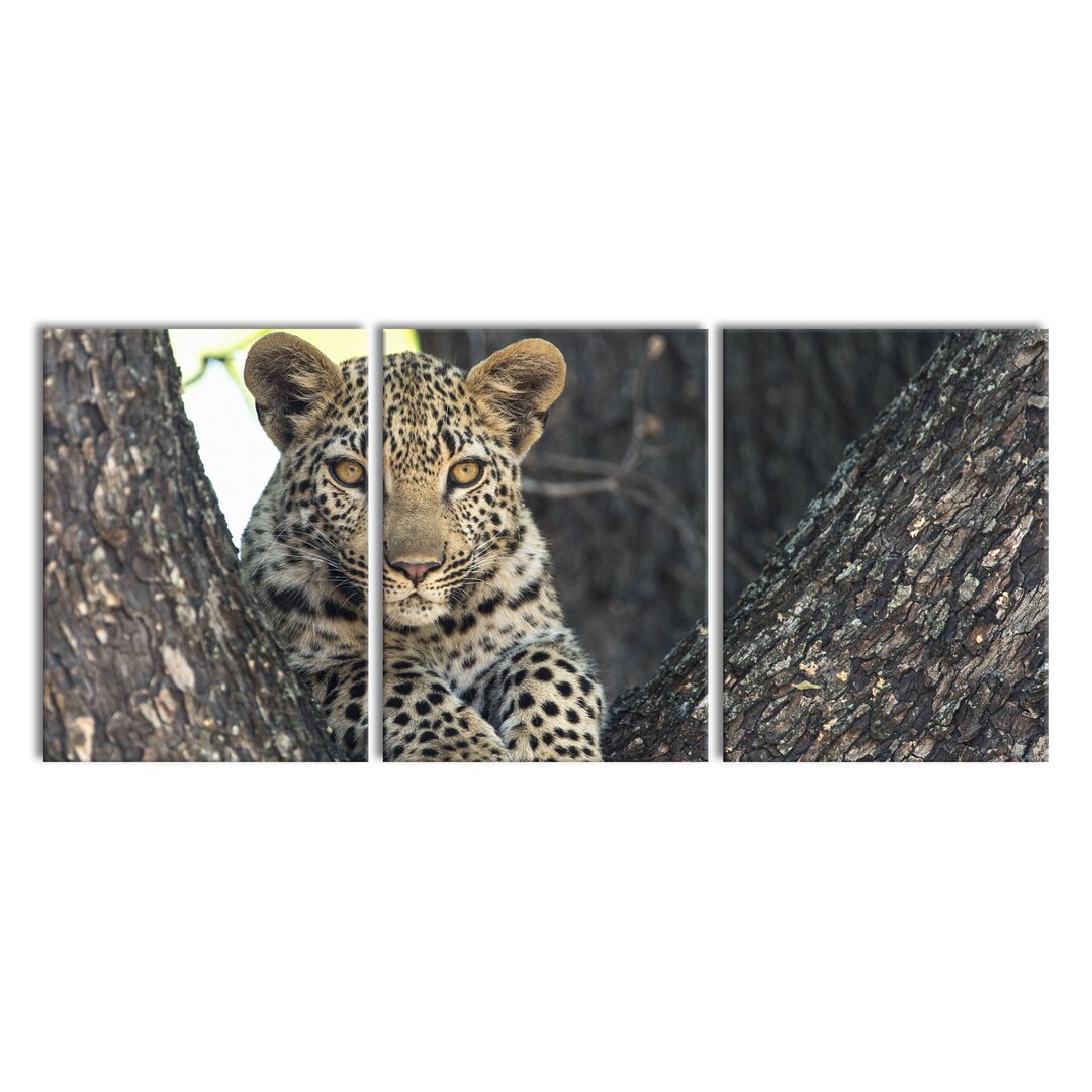 3-tlg. Leinwandbilder-Set Leopard Cub