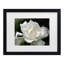 «Lovely Gardenia» par Kurt Shaffer - reproduction de photo-34370400-34370401
