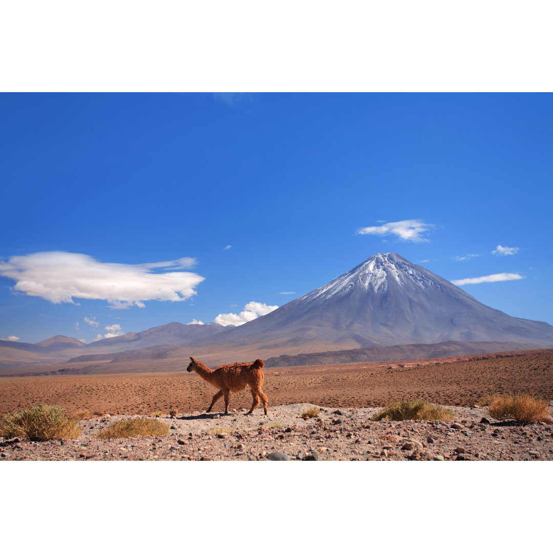 Guanako in der Nähe des Vulkans Licancabur - Chile, Atacama von Luso - Kunstdrucke ohne Rahmen auf Leinwand